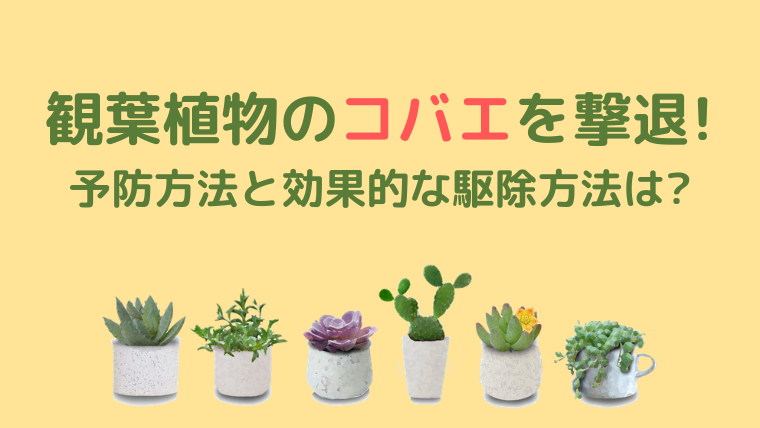 観葉植物のコバエを撃退 予防方法と効果的な駆除方法は おいしい たのしい 暮らしのレシピ 観葉植物のコバエを撃退 予防方法と効果的な駆除方法は おいしい たのしい 暮らしのレシピ