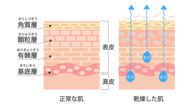 肌の水分が蒸発する説明のイラスト